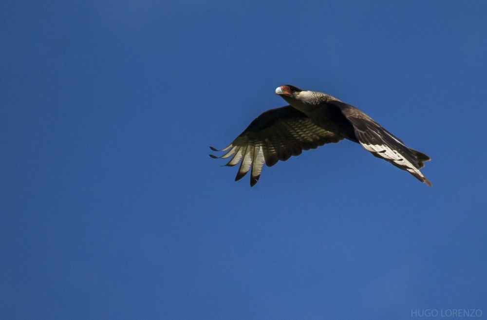 "El vuelo del carancho" de Hugo Lorenzo