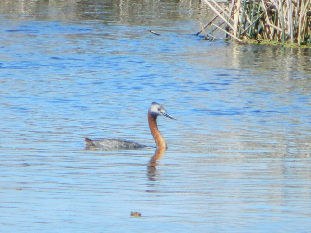 "MACA GRANDE (podiceps major)" de Roberto Kotata Muoz