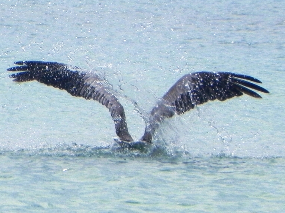 "pescando en el mar" de Roque A. Ramos