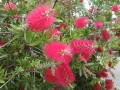 Plumerillo en flor