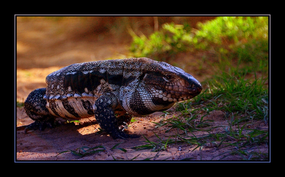 "lagarto" de Mercedes Orden