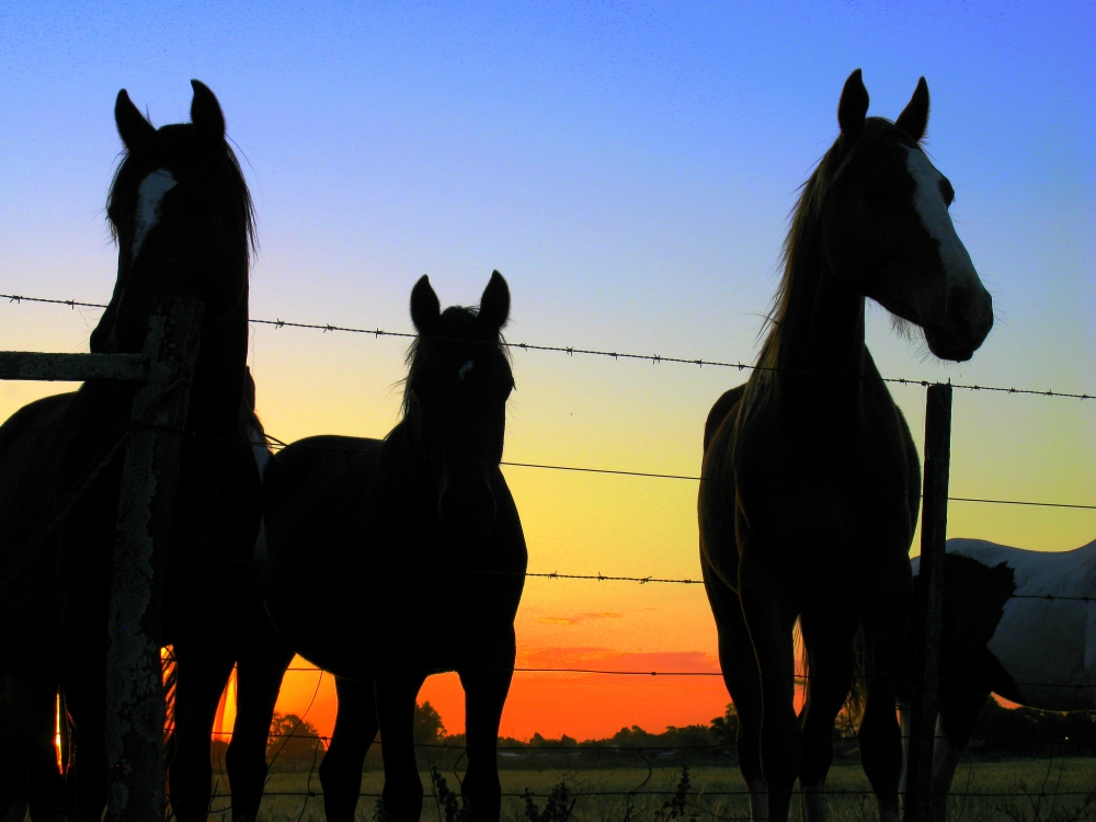 "Mirada de caballo" de Jorge Zanguitu Fernandez