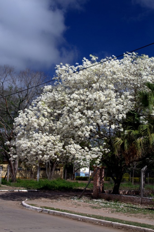 "Lapacho Blanco en Flor" de Sergio Escalante