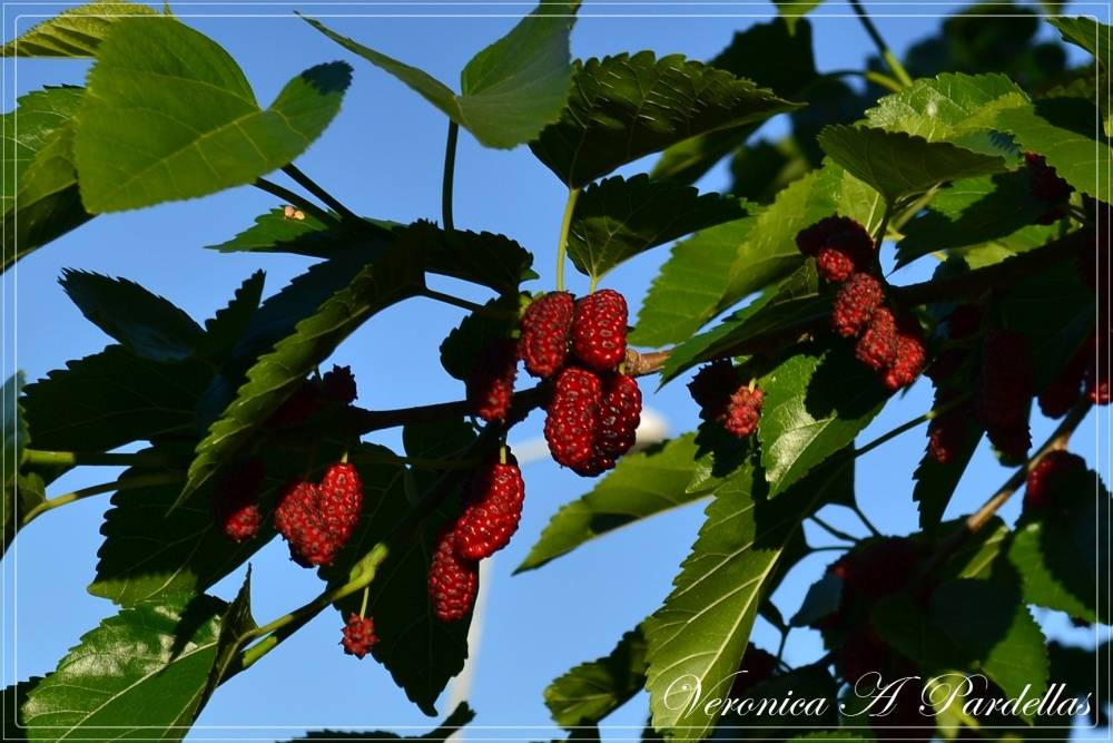 "Moras...!" de Veronica Pardellas