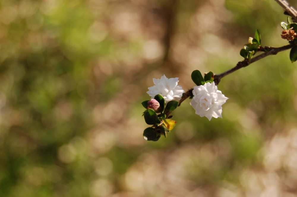 "Primavera....!!!!!!" de Romina Esponda