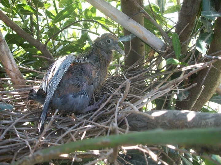 "PICAZURO PICHON (columba picazuro)" de Roberto Kotata Muoz