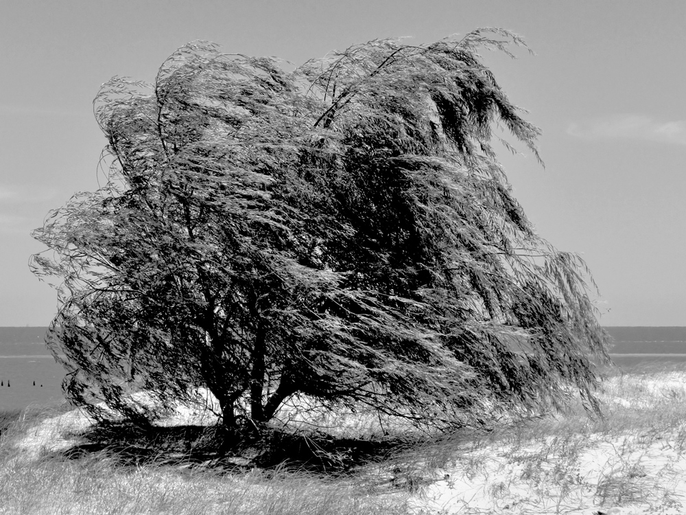 "A merced del viento" de Armando Kazimierski