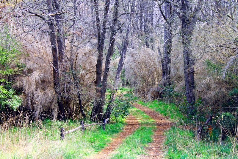 "sendero al peon" de Carlos Goncalves