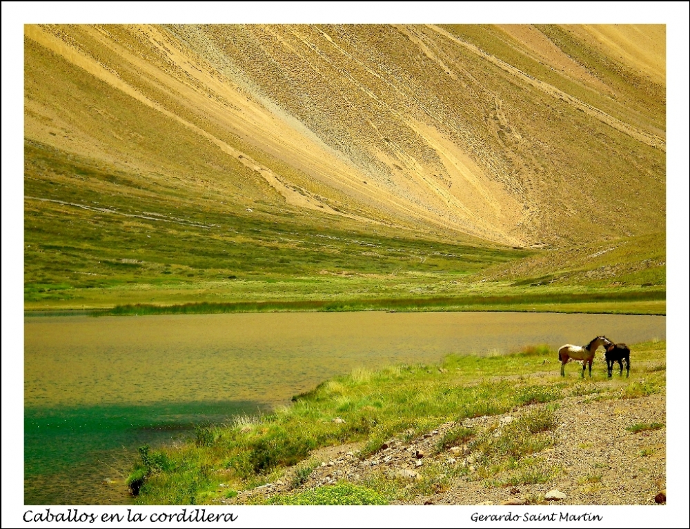 "Caballos en la cordillera" de Gerardo Saint Martn