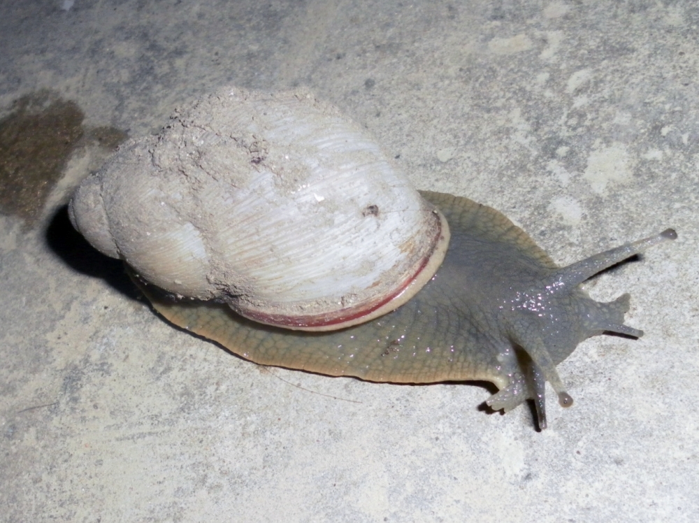 "Caracol" de Estela Gomez