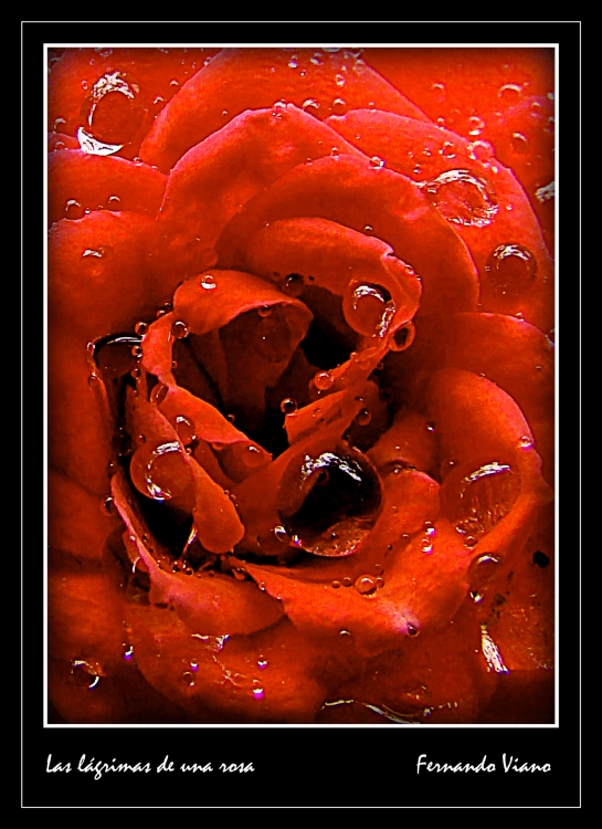 "Las lgrimas de una rosa" de Fernando Viano