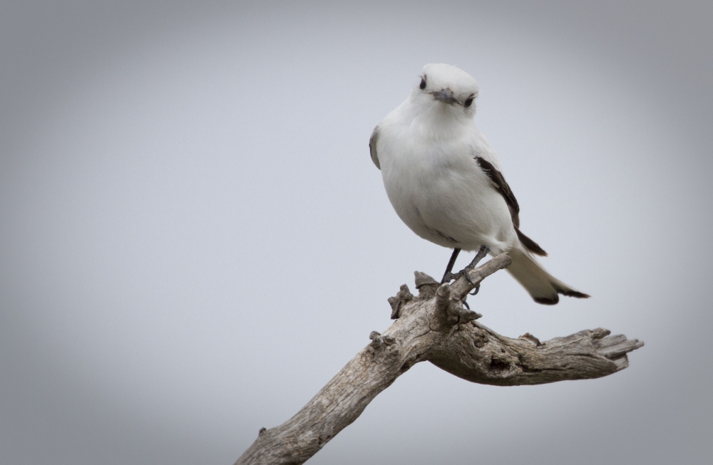 "Monjita Blanca." de Mario Tizn