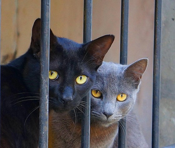 "................Hay gato encerrado................" de Eduardo Alberto Romero