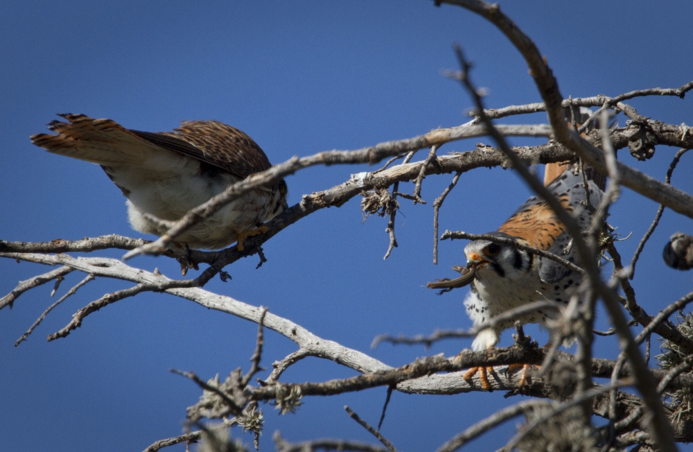 "Falco Spaverius trae merienda a su compaera." de Mario Tizn