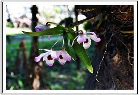 "En mi jardin" de Martina Alonso