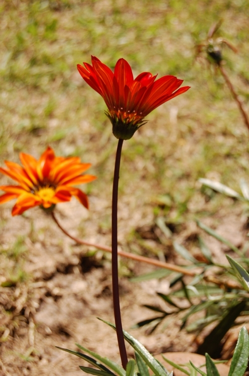 "Primavera....!!!!!!" de Romina Esponda