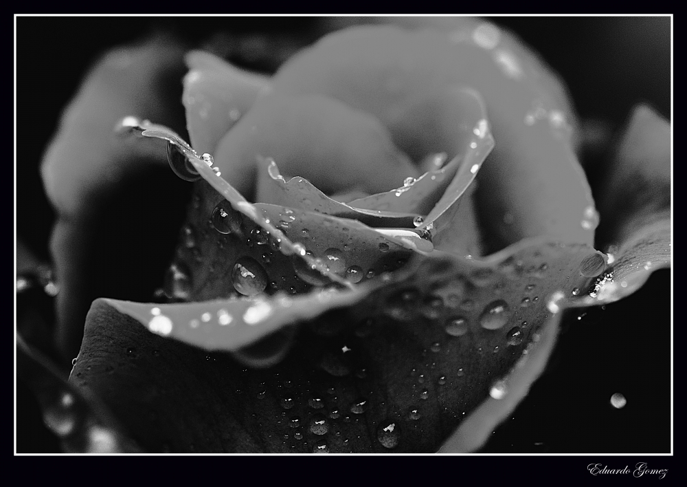 "Rosa en blanco y negro" de Eduardo Gomez