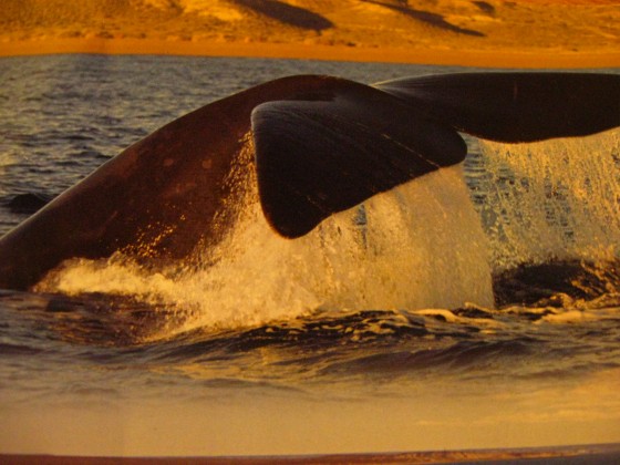 "Visitando Madryn-avistaje de ballenas" de Gloria Fernndez