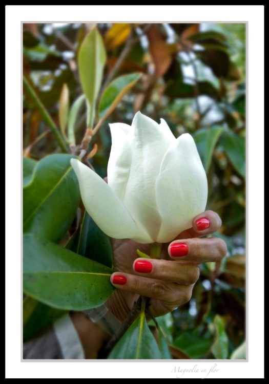 "Magnolia en flor" de Ruben Moscatelli
