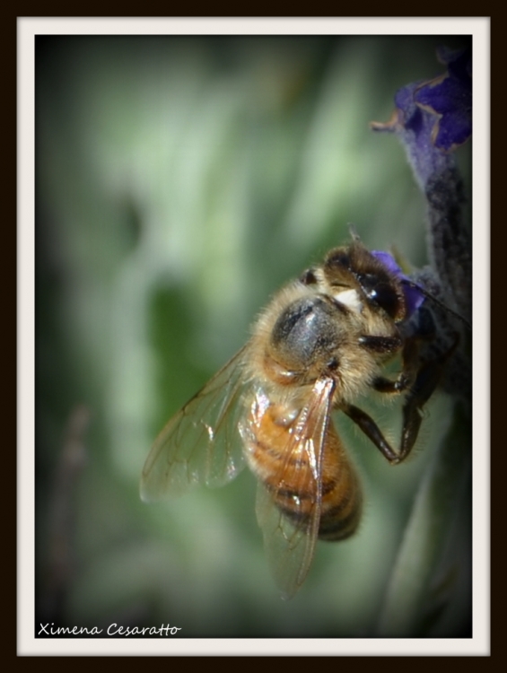 "Abeja.." de Xime Cesaratto Errea