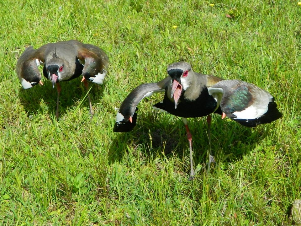 "TERO COMUN (vanellus chilensis)" de Roberto Kotata Muoz