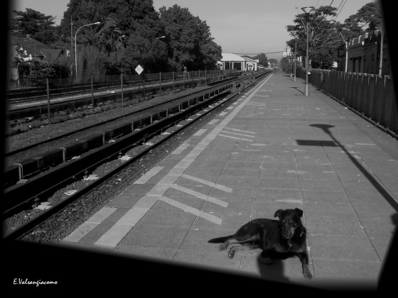 "Solo como un perro." de Eduardo Valsangiacomo