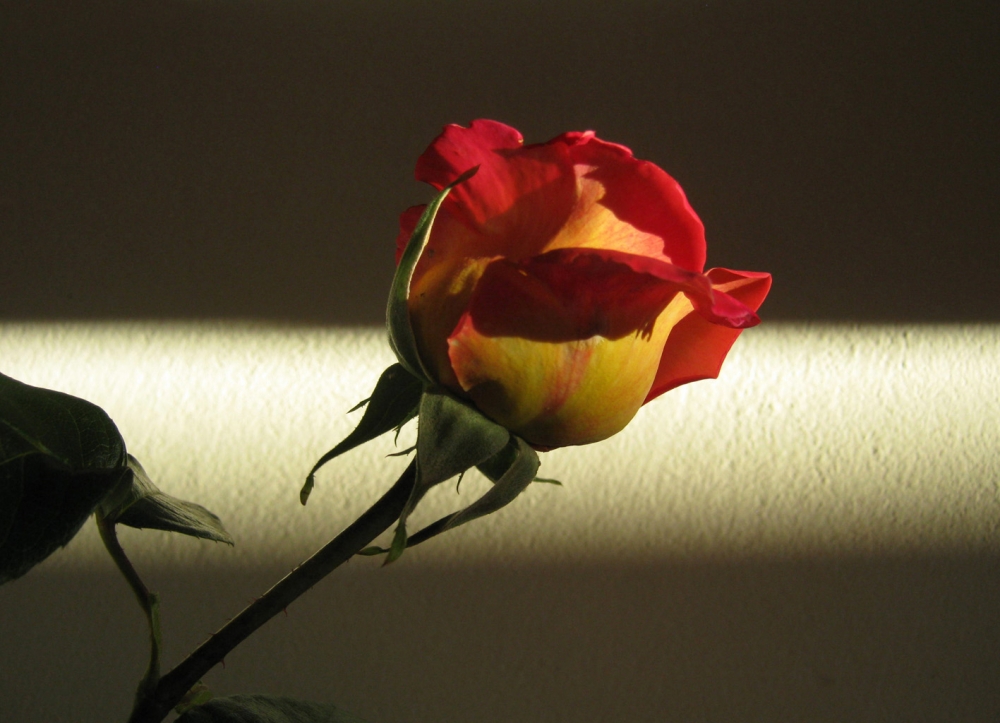"El brillo de una rosa" de Mara Griselda Garca Cuerva
