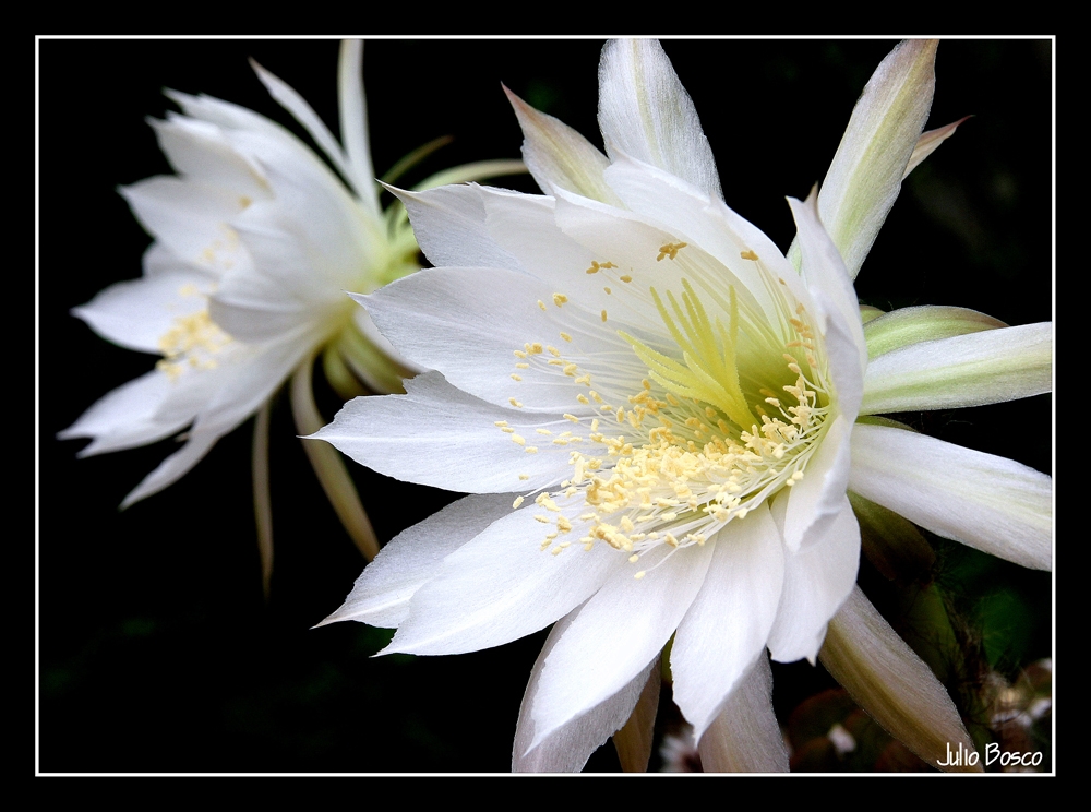 "Echinopsis" de Julio Bosco