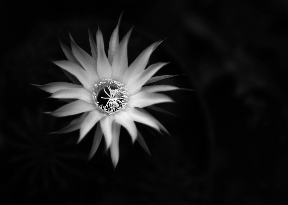 "Flor de cactus" de Virginia Rapallini