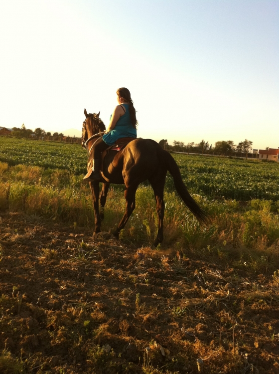 "CABALLO" de Ingrid Guzman