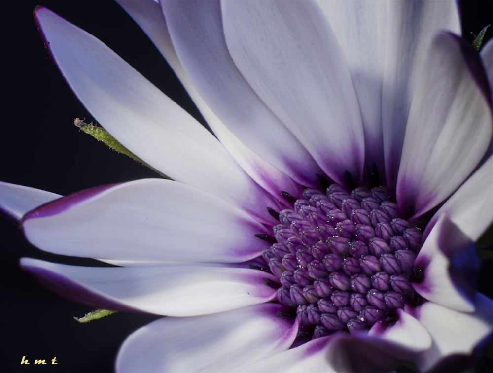 "Florcita" de Hctor Martn Tabuyo