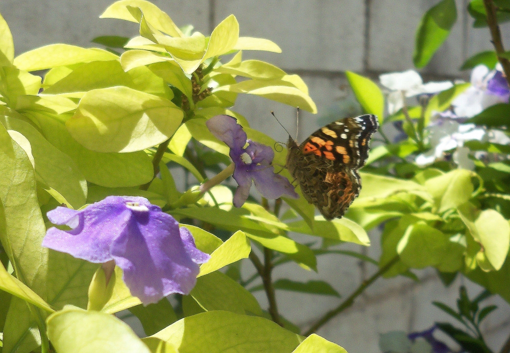 "una mariposa en mi jardin" de Julieta Torres