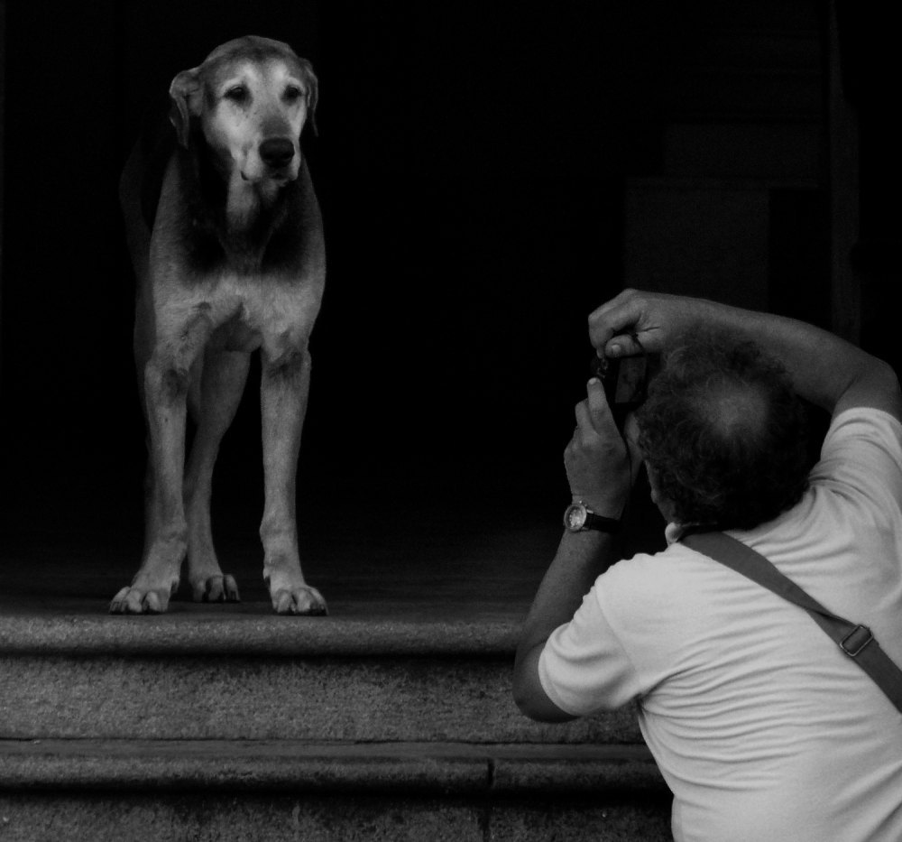 "Perro modelo" de Nstor Gorriti