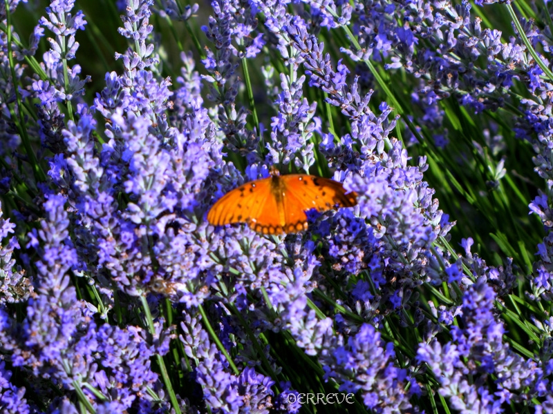 "Naranja en el Azul." de Oscar R Viviant