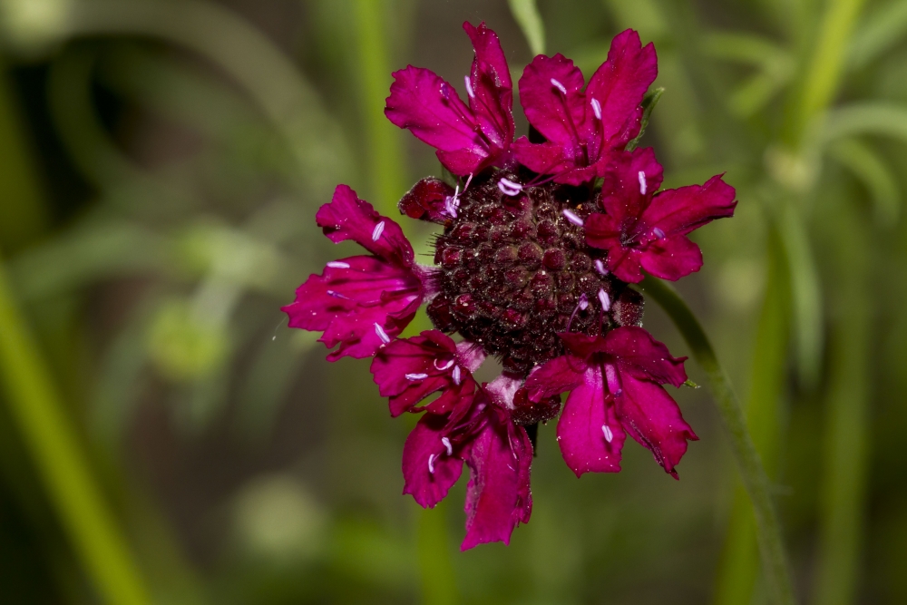 "Una flor." de Mario Tizn