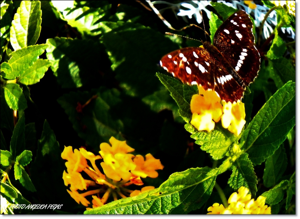 "MI PRIMERA MARIPOSA !!YO JMAS ESQUECER!! HEHEHE" de Anglica Pegas