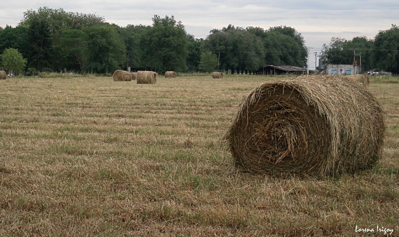 "Imagen de Campo" de Lorena Irigoy