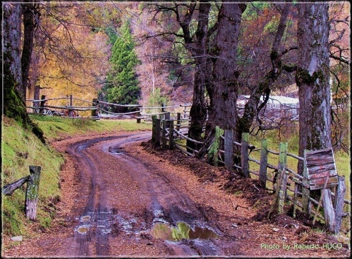 "El camino del bosque" de Roberto Hugo