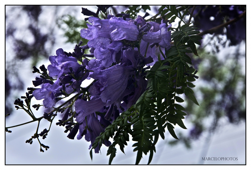 "Azulceleste, del jacaranda" de Marcelo Nestor Cano