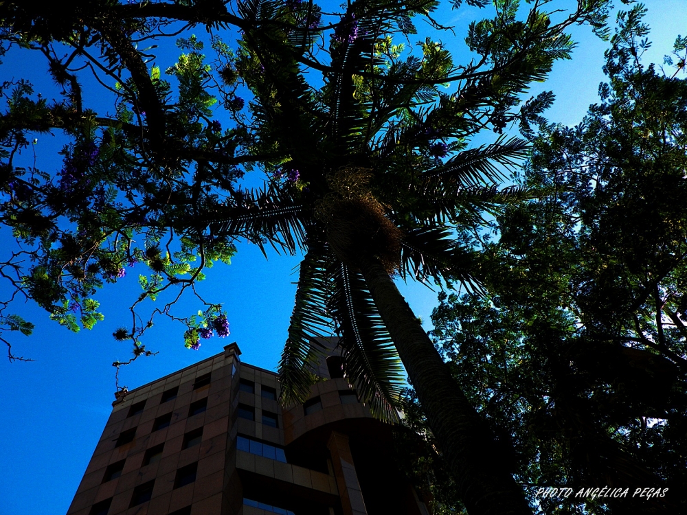 "MIRANDO CIELO ENTRE RBOLES." de Anglica Pegas