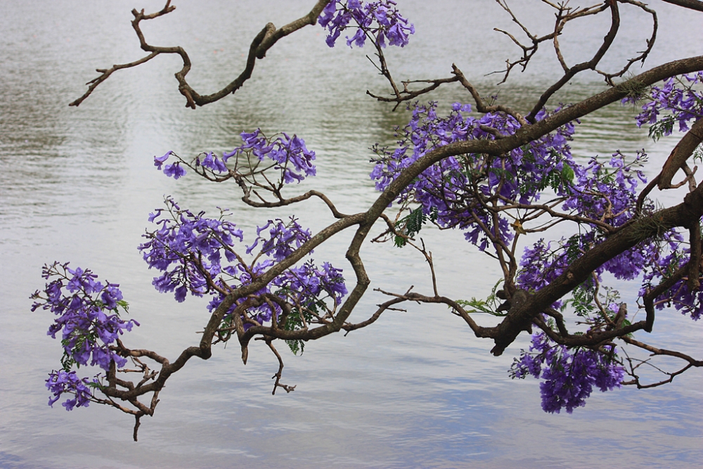 "Jacarand" de Alberto Jara