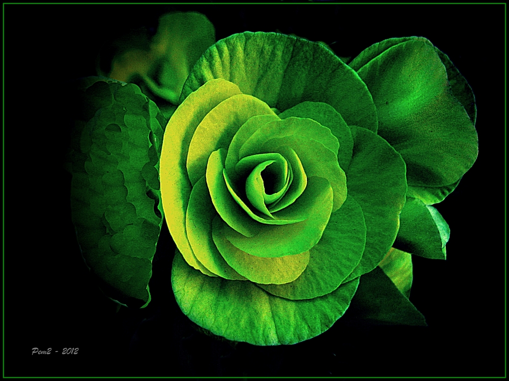 "Sinfona en verde..." de Enrique M. Picchio ( Pem )