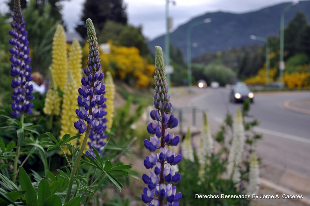 "`en primavera`..." de Jorge A. Cceres