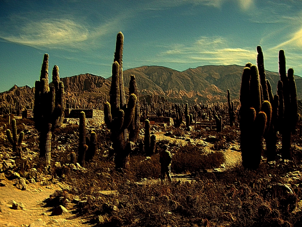 "Los cactus son los dueos" de Mercedes Pasini