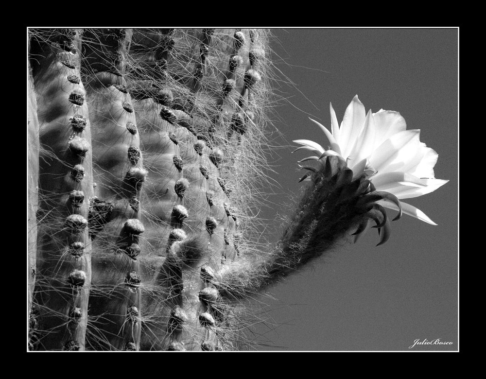 "Flor de Cardon." de Julio Bosco