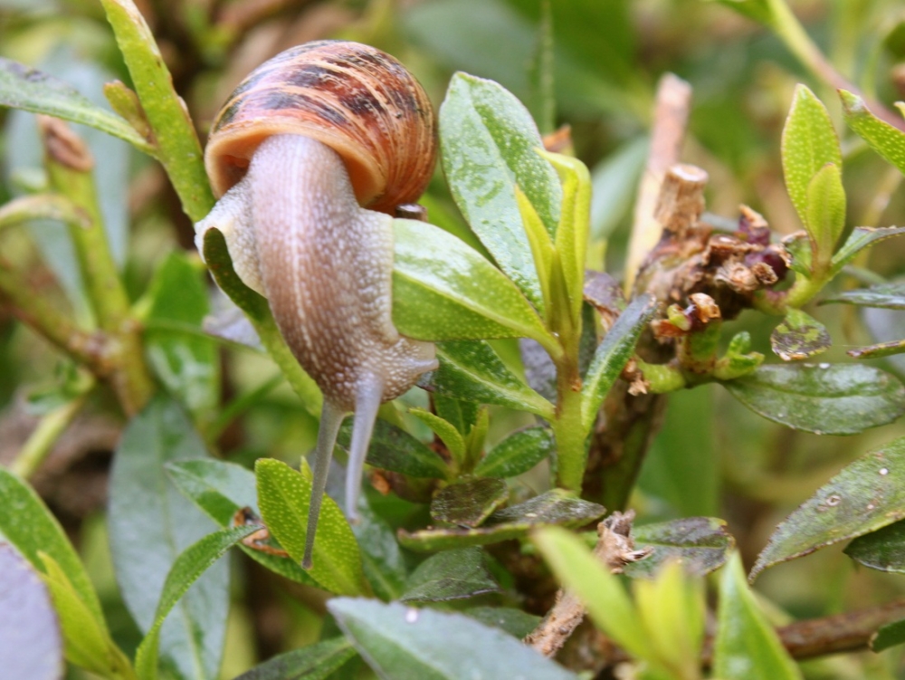 "Caracol espia." de Roberto Velazquez