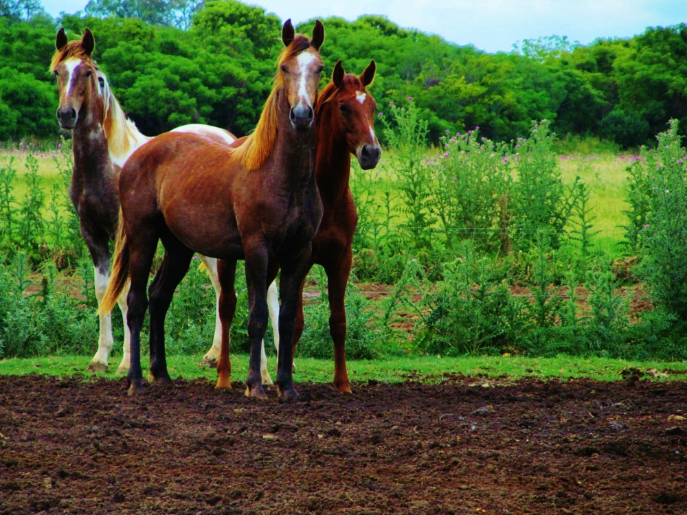 "las fotos de caballos no llevan ttulo" de Leonardo Bertolino