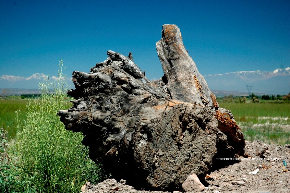 "El tronco" de Jos A. Ocampo