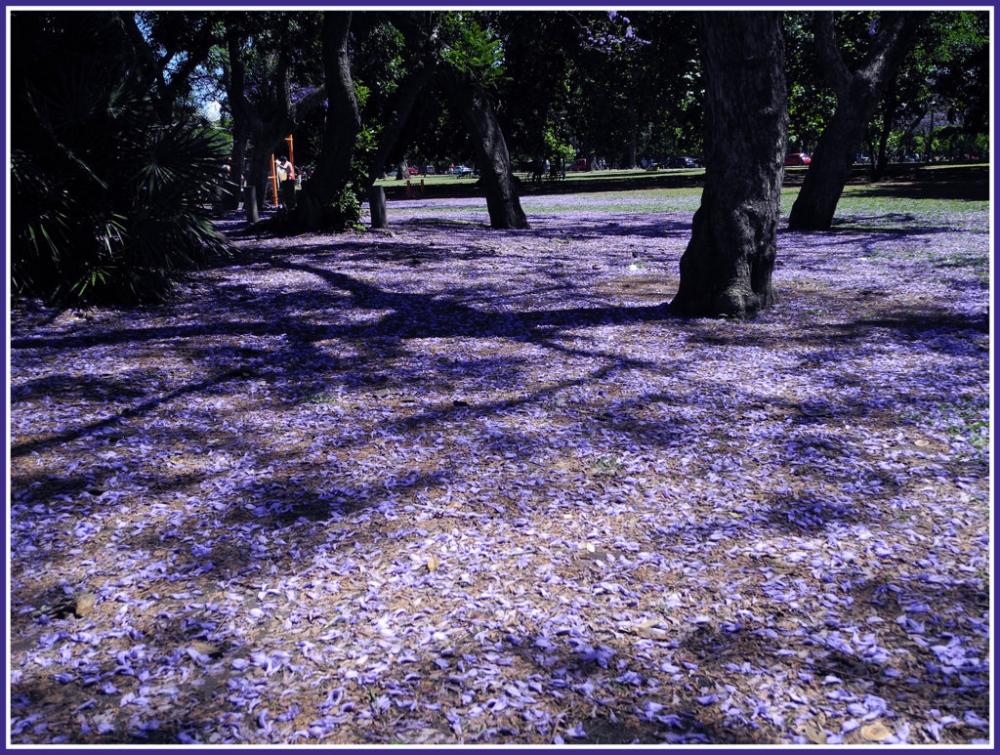 "Alfombra Natural!" de Beatriz Benger