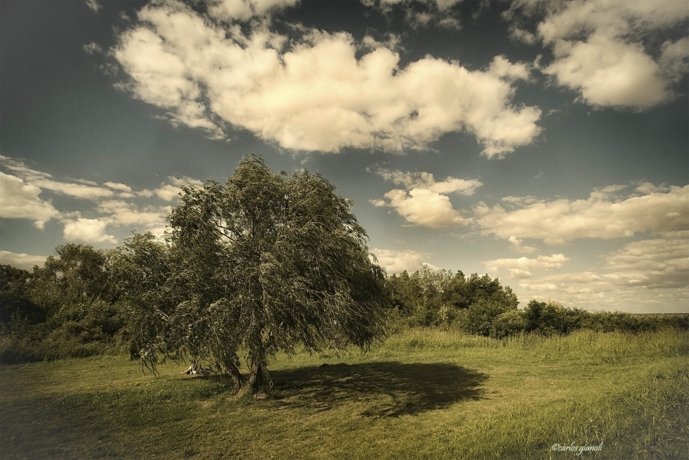 "Al aire libre, una buena forma de empezar el 2013" de Carlos Gianoli